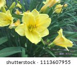 Light Yellow Daylilies In Bloom