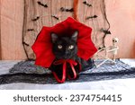 Black cat wearing a vampire...