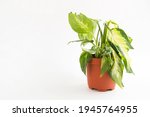 Small photo of Wilted potted houseplant. Limp dieffenbachia leaf on a white background. Care of indoor plants, problems, parasites, poor care, unhealthy appearance. Copy space