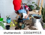 Small photo of Girl replant a potted houseplant Maranta into a new soil with drainage. A rare variety Marantaceae leuconeura Massangeana Potted plant care, hand sprinkle the mixture with a scoop and tamp it in a pot