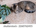 Small photo of The cat is fast asleep on a jute rug next to the home potted plant begonia. Comfort in a green house with pets