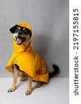 Small photo of Happy mongrel black dog in a yellow raincoat stands on the white background. Dog in a yellow storm jacket. â€‹Cute Black dog, adressed in a yellow rain coat stands in a studio. Autum dog.