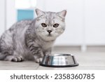 Small photo of Adorable grey tabby british kitty standing with tail up close to metal bowl with feed and looking in camera on white background. Cute purebred kitten going to eat