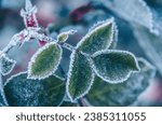 Beatiful frozen plants. Hoarfrost on the rose leaves. Natural winter background. Macro nature