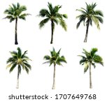 Group Of Coconut Tree Isolated...