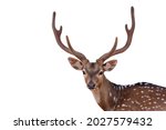 close up picture Spotted deer,Cute spotted fallow deer isolated on the white background. 