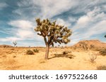 Single Joshua Tree In Desert Up ...