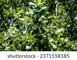 Small photo of Populus canescens, the grey poplar, is a hybrid between Populus alba (white poplar) and P. tremula (common aspen).