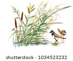 Watercolor Birds Near The Reeds ...