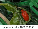 Small photo of Musselburgh, Scotland August 22nd 2020: A 3/4 front view of a scarlet lily beetle- Lilioceris lilii a pest of lilies has become established throughout Britain after its introduction in early 1900s