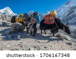 Small photo of Group of domestic Yak caravan carrying tourist stuff on the way to Everest base camp in Nepal. Yaks transport goods across mountain passes for local farmers and traders as well as for climbing tour.
