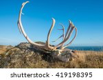 The skeleton bone of dead reindeer in east region of Iceland.