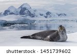 Natural Predators Of Antarctica ...