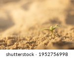 Young Green Sprout In Desert....