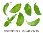 Set of flying basil leaves on white background with clipping path.