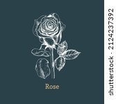 blooming rose sketch in vector  ... | Shutterstock .eps vector #2124237392