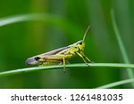 Large marsh grasshopper ...