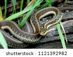 Eastern Garter Snake On Log
