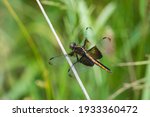 Widow Skimmer Dragonfly In...