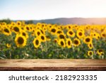 sunflower seeds in sack. Sunflower seeds in burlap bag on wooden table with field of sunflower on the background. Sunflower field with blue sky. Photo with copy space area for a text