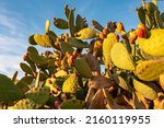 Close up view on field of Prickly Pear Cactus flowers during sunset at Chiesa di San Biagio of Castelmola, Taormina, Sicily, Italy, Europe, EU. Happy positive vibes at golden hour with blue sky
