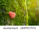 Background with a closeup of a birch trunk with a red heart. A tree with moss in the forest as a symbol of ecology, love and respect for nature