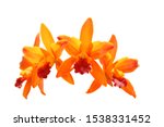 Seleted Focus Orange Orchid...