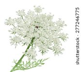 Queen Anne's Lace.hand Drawn...