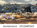 Poor people collect garbage for sale People living in garbage heaps walking to collect recyclable waste to be sold to poverty concept world environment day