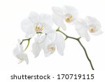 The Branch Of Orchids On A...