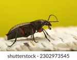 Small photo of rabbet beetle on birch bark and green background