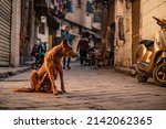 Small photo of Brown stray dog on the streets of cairo, scratching itself as it is full of fleas. Example of poverty with many stray cats and dogs everywhere