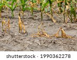 Corn Plants Wilting And Dead In ...