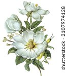 Botanical flower bunch on white background with leaf. Vector illustration