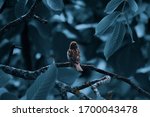 Sparrow Bird Sitting On Tree...