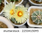 Close-up pollen flower of desert plant. Astrophytum in pots Growing in greenhouse. Cactus gardening tools. How to plant, Wall pictures decorative trendy collection. Cacti green background.