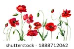 Watercolor Poppies And Buds On...