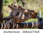 Close Up Of A Giraffe Sticking...