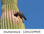 A Gila Woodpecker On A Saguaro...