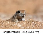 Adult female round tailed ground squirrel, Xerospermophilus tereticaudus, in the Sonoran Desert. A cute rodent stretching and grooming for the day ahead. Close up color detail of wildlife. Tucson. AZ.