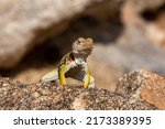 A Collared Lizard  Crotaphytus...