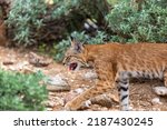 A Bobcat  Lynx Rufus  On The...