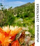 Small photo of Fishhook barrel cactus, Ferocactus wislizenii, in the Sonoran Desert. These large cacti have beautiful large red and or orange flowers and yellow fruit filled with seeds. Pima County, Arizona, USA.