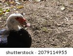 Head Of A Domestic Muscovy Duck ...