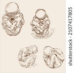 leonardo da vinci style fetus... | Shutterstock .eps vector #2107417805