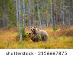 Brown bear in Kuusamo, Lapland, northern Finland