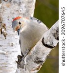 Red Bellied Woodpecker Close Up ...