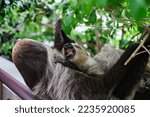 Small photo of A Two Toed Sloth with her Baby Sloth Hoffmann's two-toed sloth (Choloepus hoffmanni), also known as the northern two-toed sloth from Central and South America.