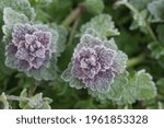 Lamium purpureum,  (red dead-nettle) flowers covered with hoarfrost closeup selctive focus