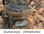 Polypore Fungus On Oak  Tree...
